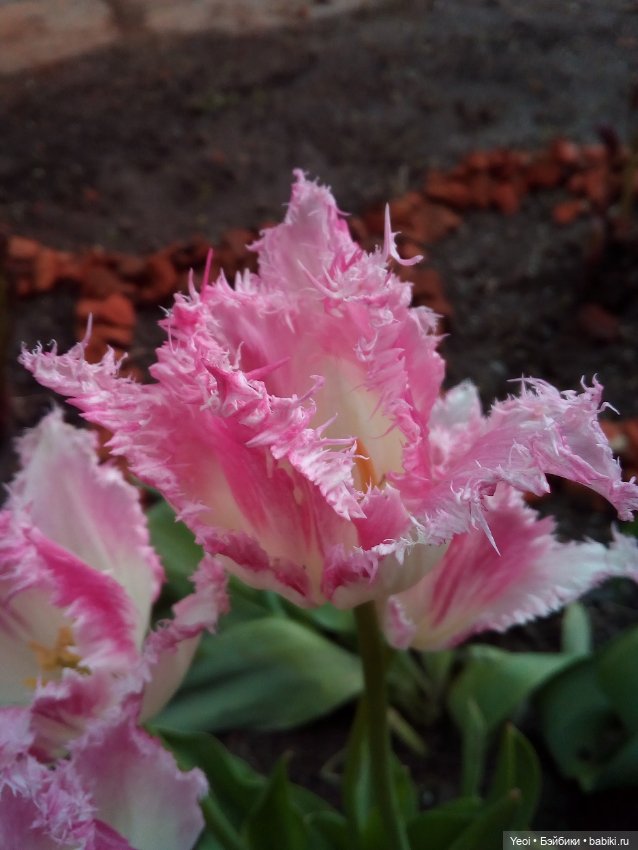 Прогулка сегодня: солнышко и дождик (фото 2)