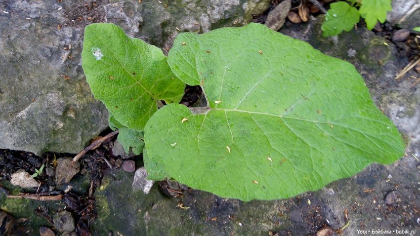 Прогулка сегодня: солнышко и дождик