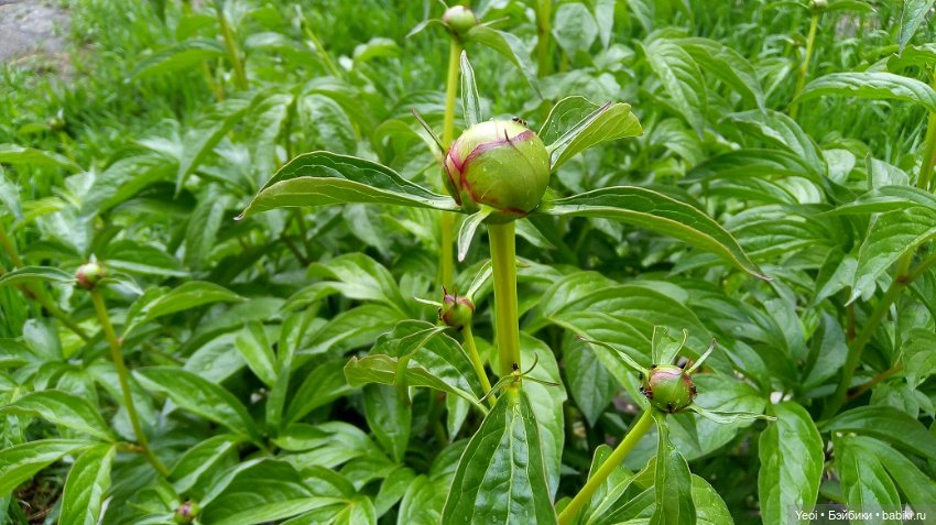 Прогулка сегодня: солнышко и дождик