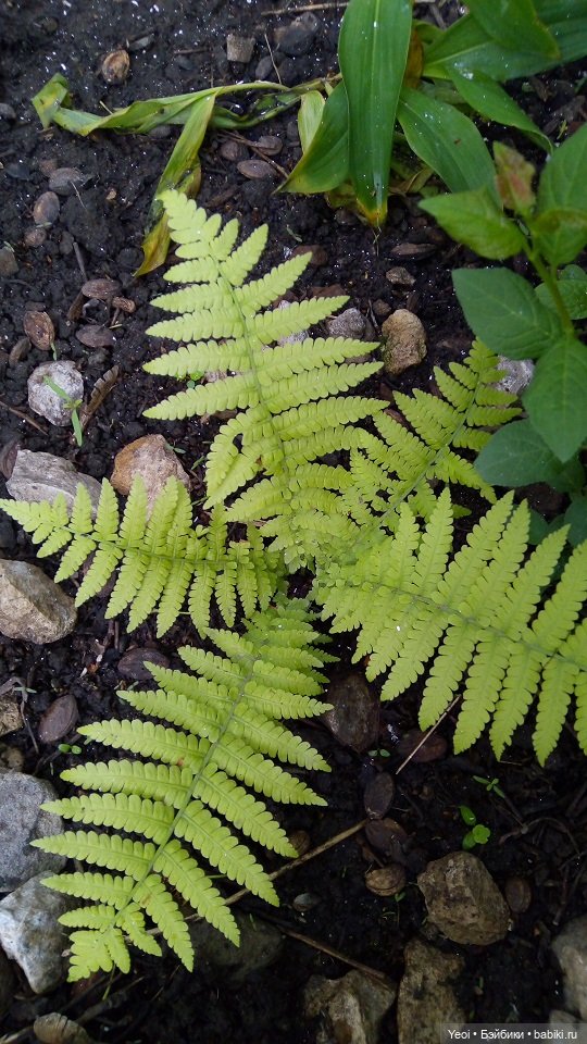 Прогулка сегодня: солнышко и дождик