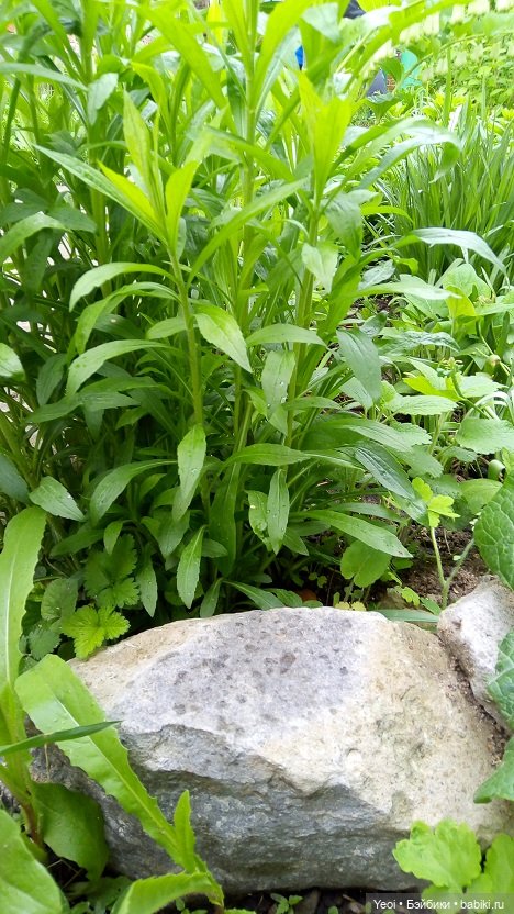 Прогулка сегодня: солнышко и дождик