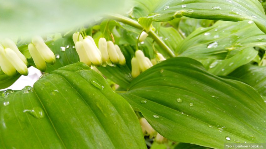 Прогулка сегодня: солнышко и дождик