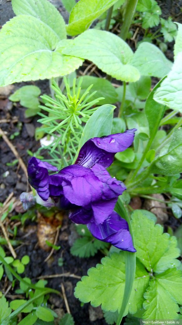 Прогулка сегодня: солнышко и дождик