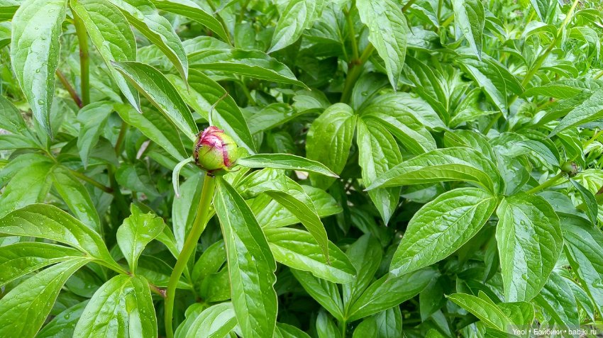 Прогулка сегодня: солнышко и дождик