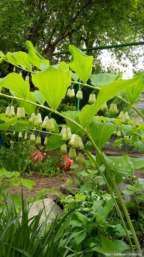 Прогулка сегодня: солнышко и дождик