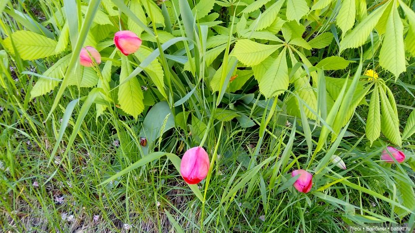 Прогулка сегодня: солнышко и дождик