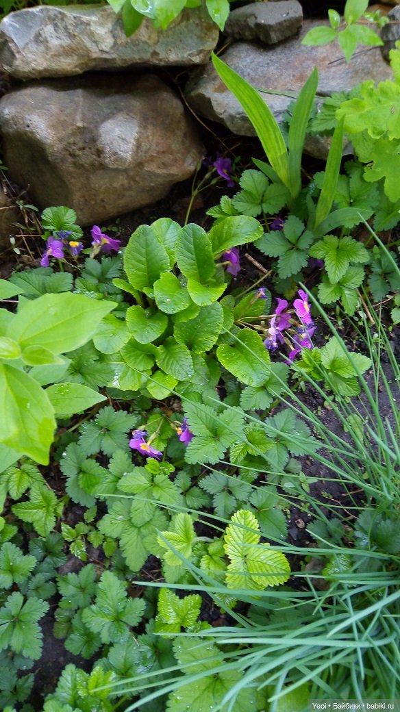 Прогулка сегодня: солнышко и дождик