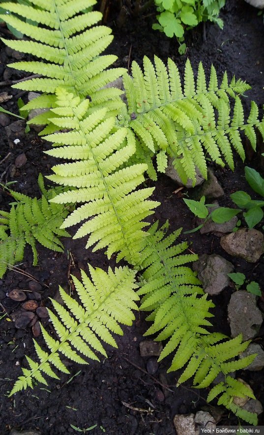 Прогулка сегодня: солнышко и дождик