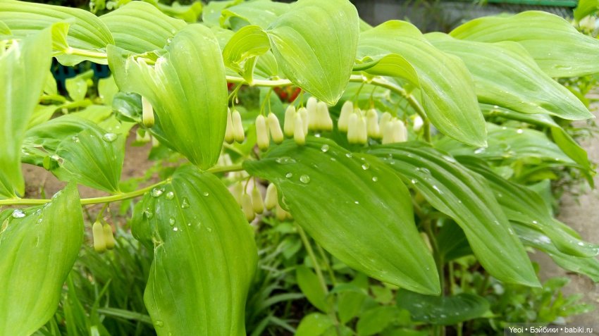 Прогулка сегодня: солнышко и дождик