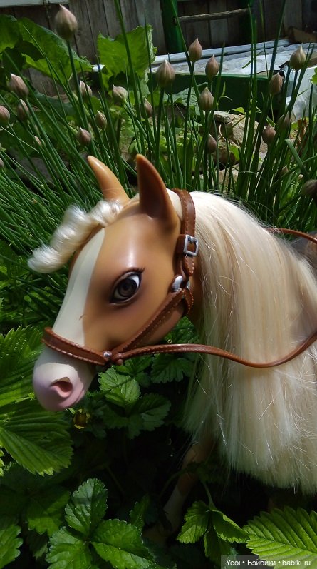 Прогулка с Хантером ЭАХ и Лошадью Лив