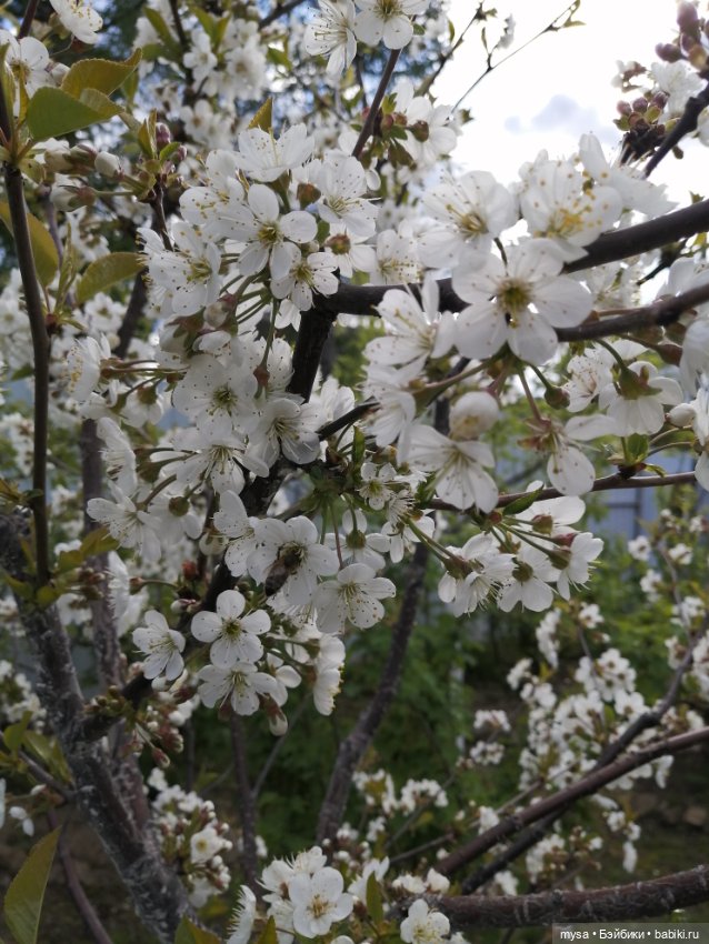 Весна, солнышко, Яник на природе