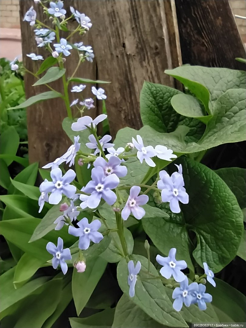 Лютики-цветочки — Красивая природа и цветы: фото пейзажей (фото 3)