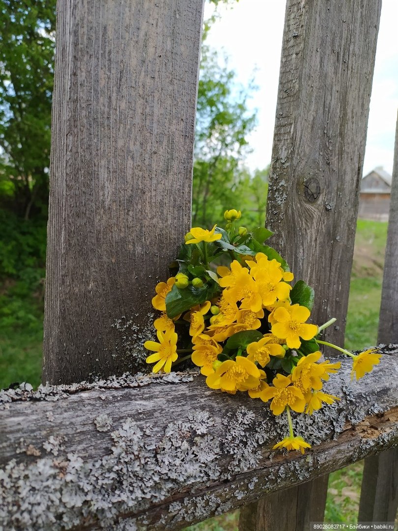 Лютики-цветочки — Красивая природа и цветы: фото пейзажей (фото 5)