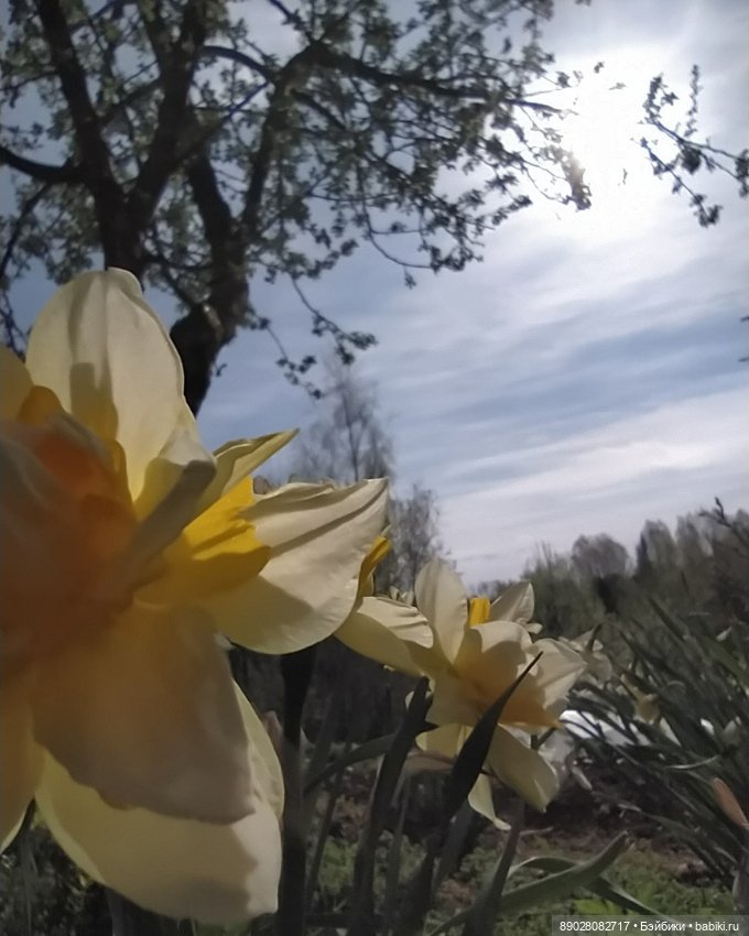 Лютики-цветочки — Красивая природа и цветы: фото пейзажей (фото 2)