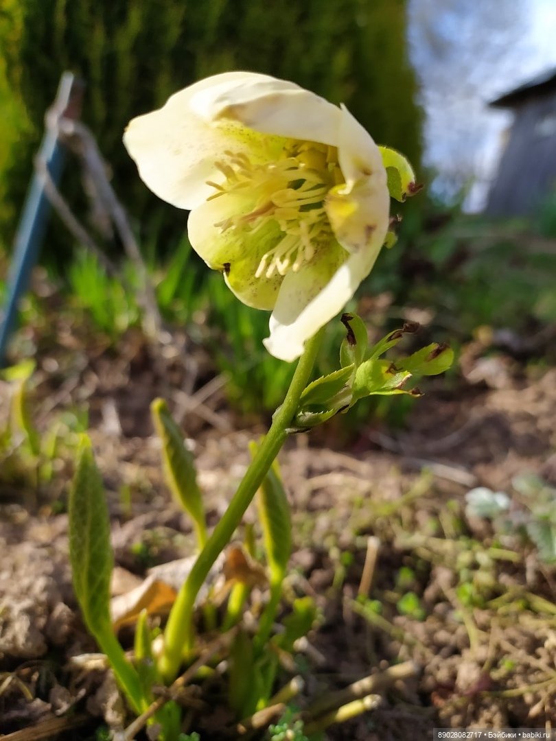 Лютики-цветочки — Красивая природа и цветы: фото пейзажей (фото 4)