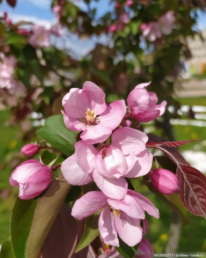 Лютики-цветочки — Красивая природа и цветы: фото пейзажей (фото 6)