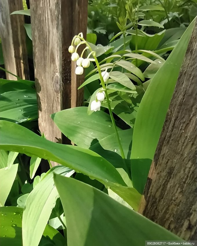 Лютики-цветочки — Красивая природа и цветы: фото пейзажей