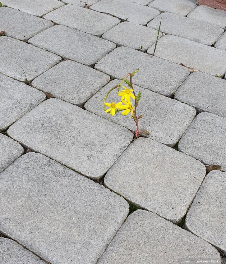 Хороший день — Красивая природа и цветы: фото пейзажей