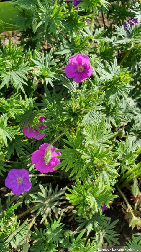 Хороший день — Красивая природа и цветы: фото пейзажей (фото 4)