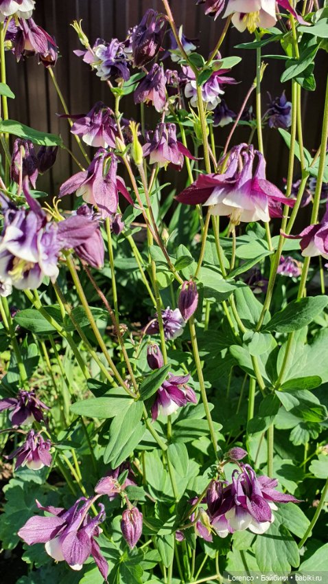 Хороший день — Красивая природа и цветы: фото пейзажей (фото 6)