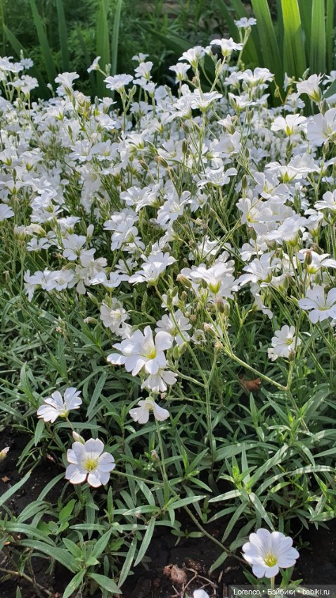 Хороший день — Красивая природа и цветы: фото пейзажей (фото 10)