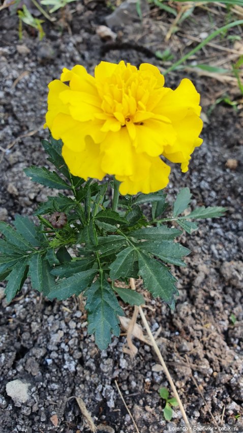 Хороший день — Красивая природа и цветы: фото пейзажей