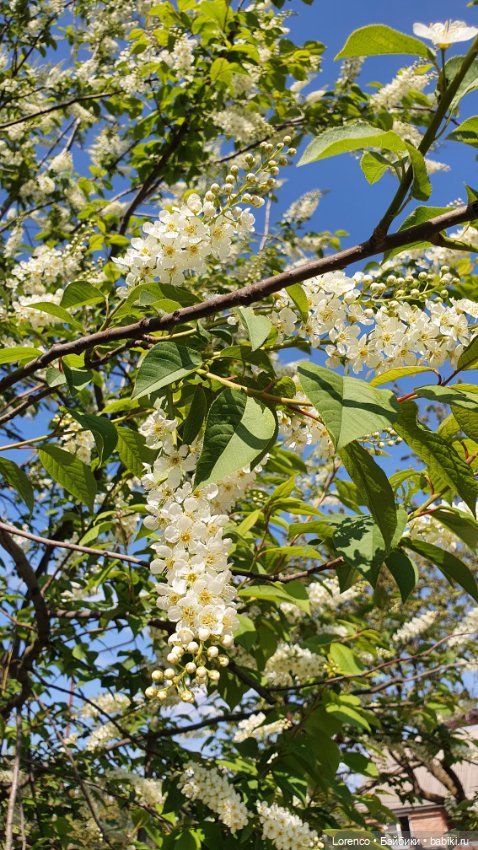 Хороший день — Красивая природа и цветы: фото пейзажей