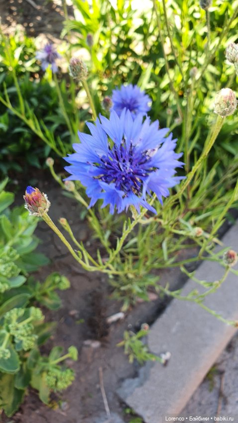 Хороший день — Красивая природа и цветы: фото пейзажей (фото 5)