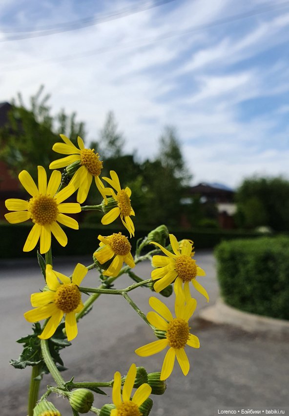 Хороший день — Красивая природа и цветы: фото пейзажей