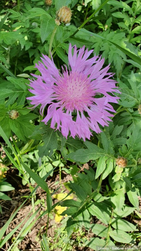 Хороший день — Красивая природа и цветы: фото пейзажей