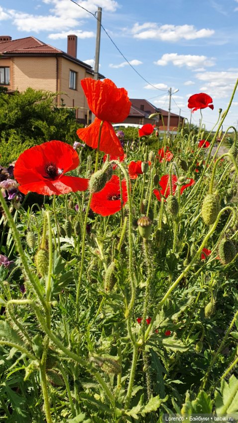 Хороший день — Красивая природа и цветы: фото пейзажей