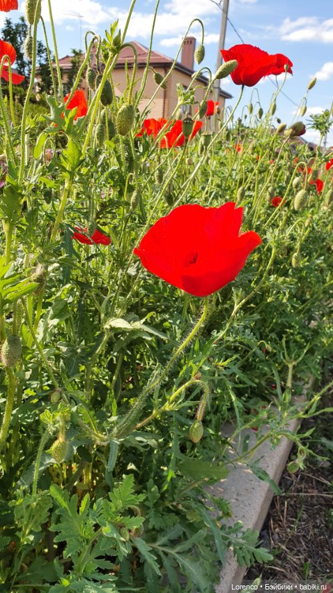 Хороший день — Красивая природа и цветы: фото пейзажей