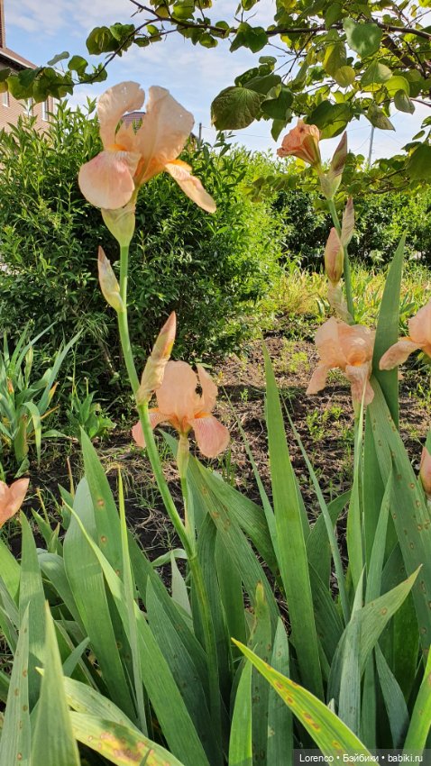 Хороший день — Красивая природа и цветы: фото пейзажей (фото 9)