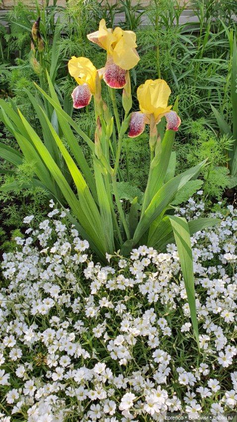 Хороший день — Красивая природа и цветы: фото пейзажей