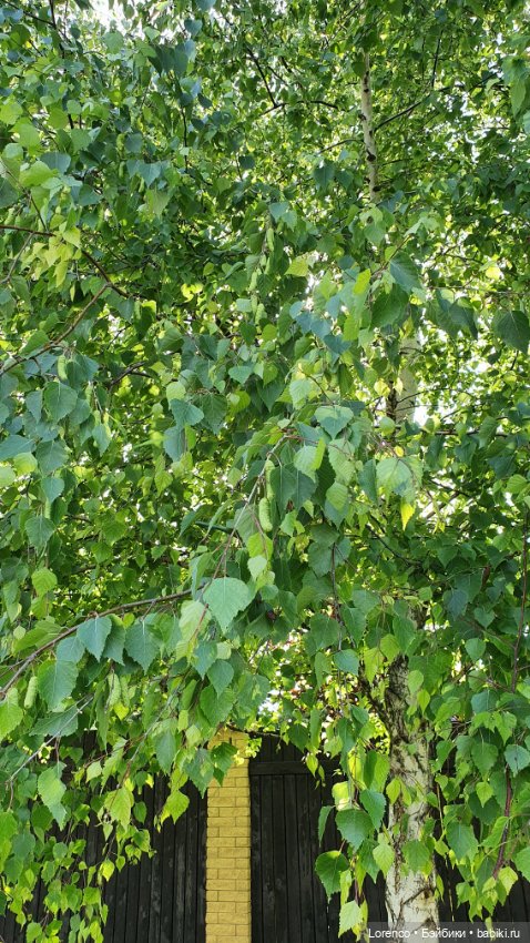 Хороший день — Красивая природа и цветы: фото пейзажей