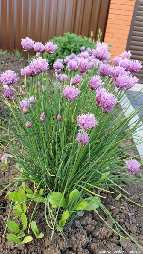 Хороший день — Красивая природа и цветы: фото пейзажей