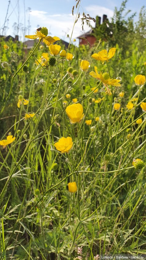 Хороший день — Красивая природа и цветы: фото пейзажей