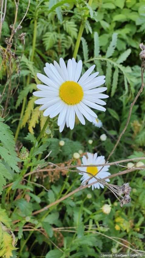 Хороший день — Красивая природа и цветы: фото пейзажей