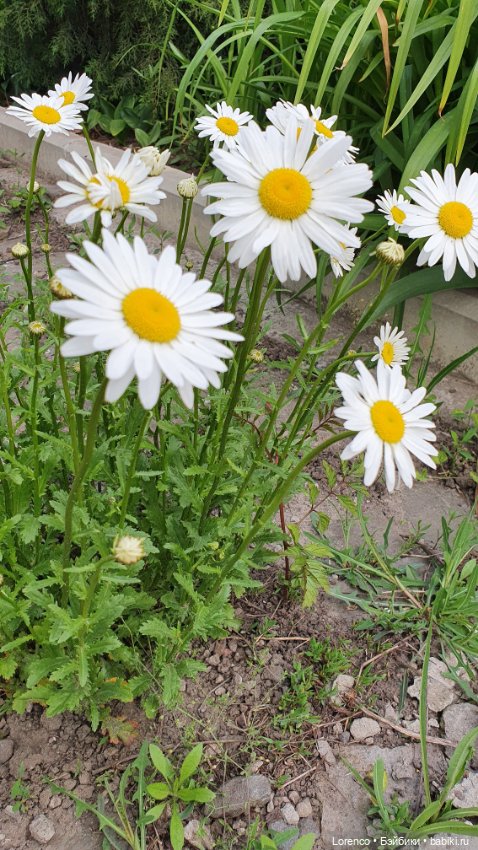 Хороший день — Красивая природа и цветы: фото пейзажей