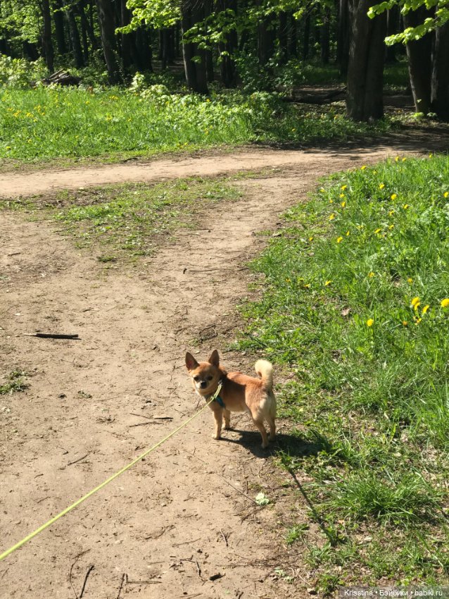 Ванильных мальчиков, находят в одуванчиках (фото 6)