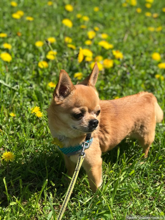 Ванильных мальчиков, находят в одуванчиках (фото 9)