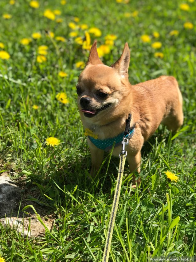 Ванильных мальчиков, находят в одуванчиках