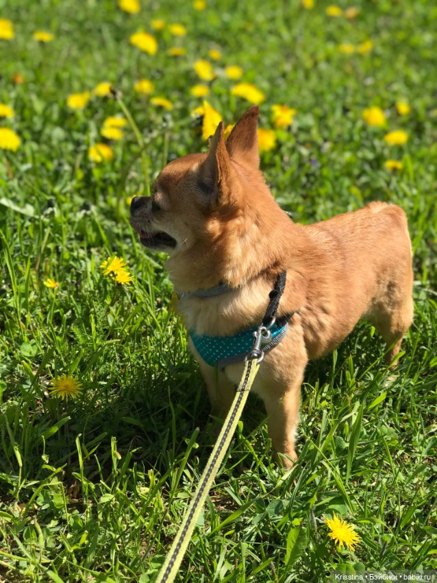 Ванильных мальчиков, находят в одуванчиках (фото 10)