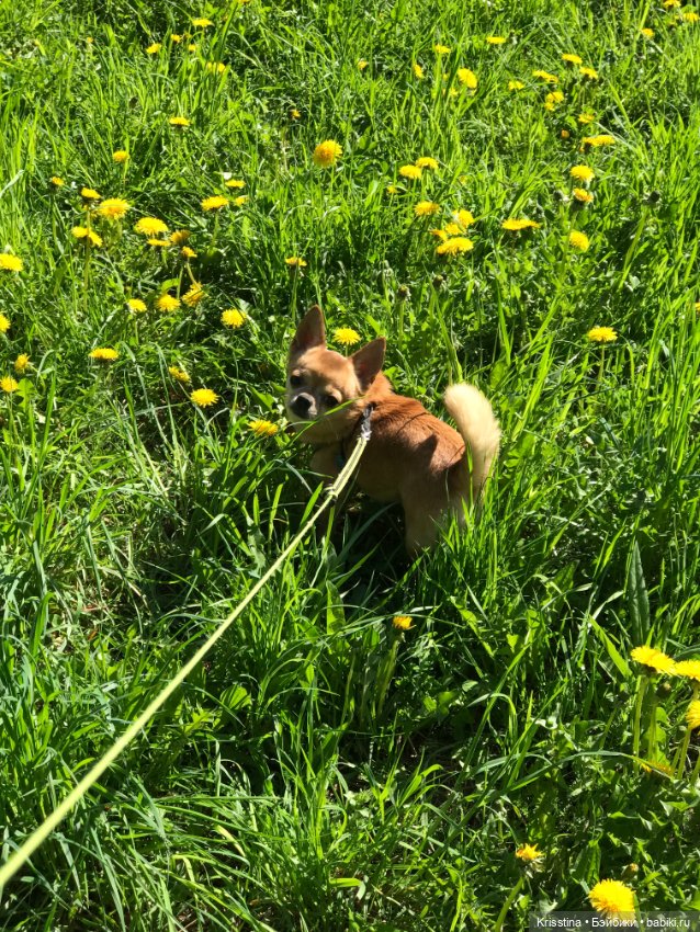 Ванильных мальчиков, находят в одуванчиках (фото 7)