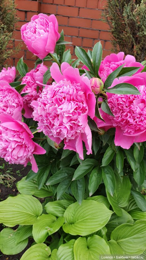 Хороший день — Красивая природа и цветы: фото пейзажей