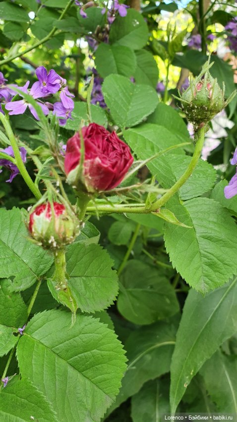 Хороший день — Красивая природа и цветы: фото пейзажей