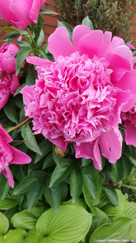 Хороший день — Красивая природа и цветы: фото пейзажей