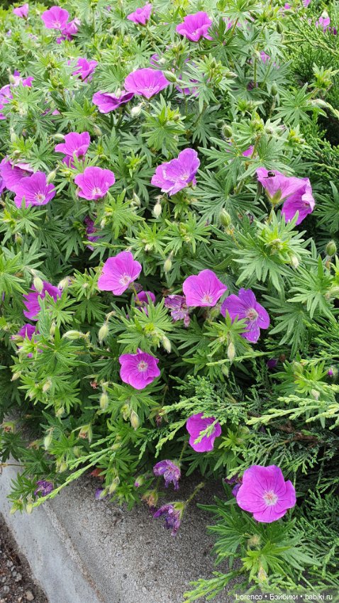 Хороший день — Красивая природа и цветы: фото пейзажей