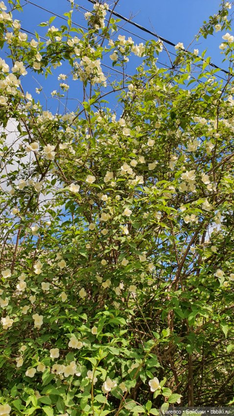 Хороший день — Красивая природа и цветы: фото пейзажей