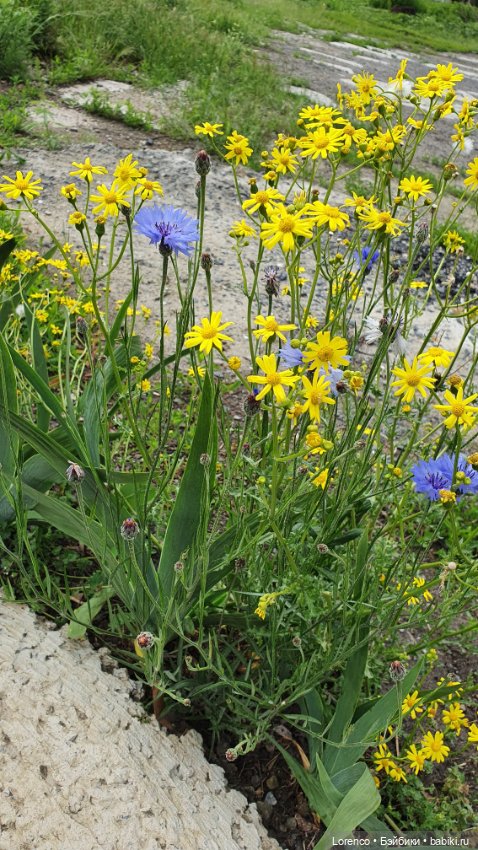 Хороший день — Красивая природа и цветы: фото пейзажей